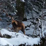 De Peyrelance Alpstuga *