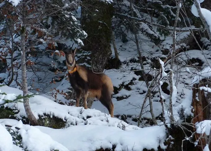 De Peyrelance شاليه *